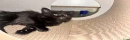 Mixed Breed cats for sale: 4 kittens available  in London - Advert 3