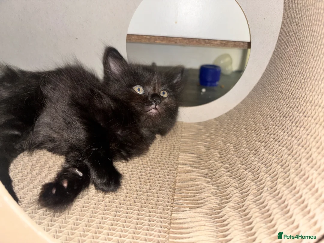 Mixed Breed cats for sale: 4 kittens available  in London - Advert 3