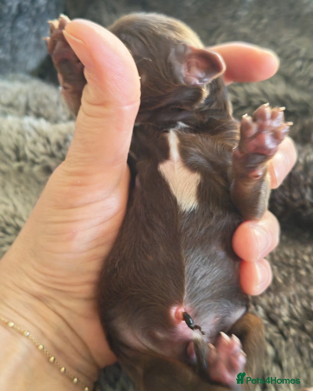 Cockapoo dogs for sale: Cockapoos F1 DNA Health tested patents - Advert 4