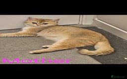 British Shorthair cats for sale: Ative GCCF Golden british short hair  - Image 9