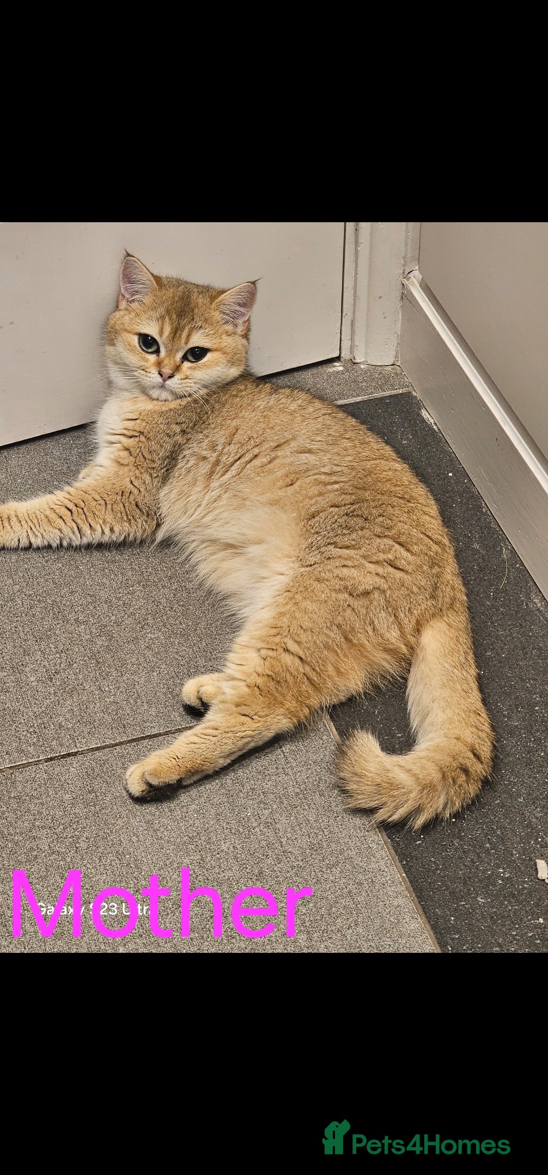 British Shorthair cats for sale: Ative GCCF Golden british short hair  - Image 9