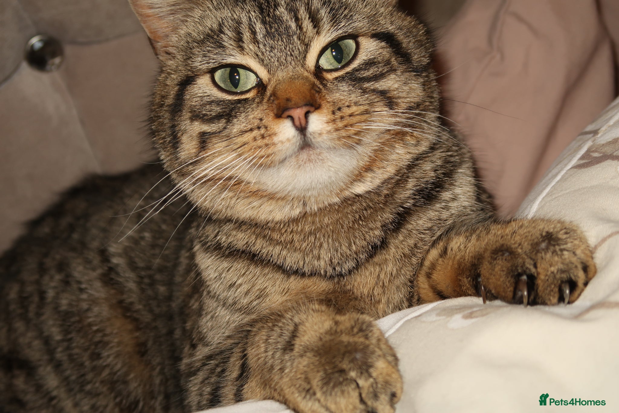 Mixed Breed cats Boy and girls 🥰 - Advert 3