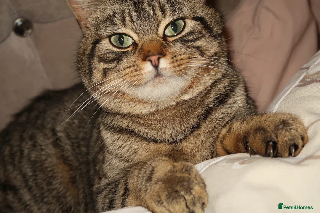 Mixed Breed cats for sale: Boy and girls 🥰 - Advert 1