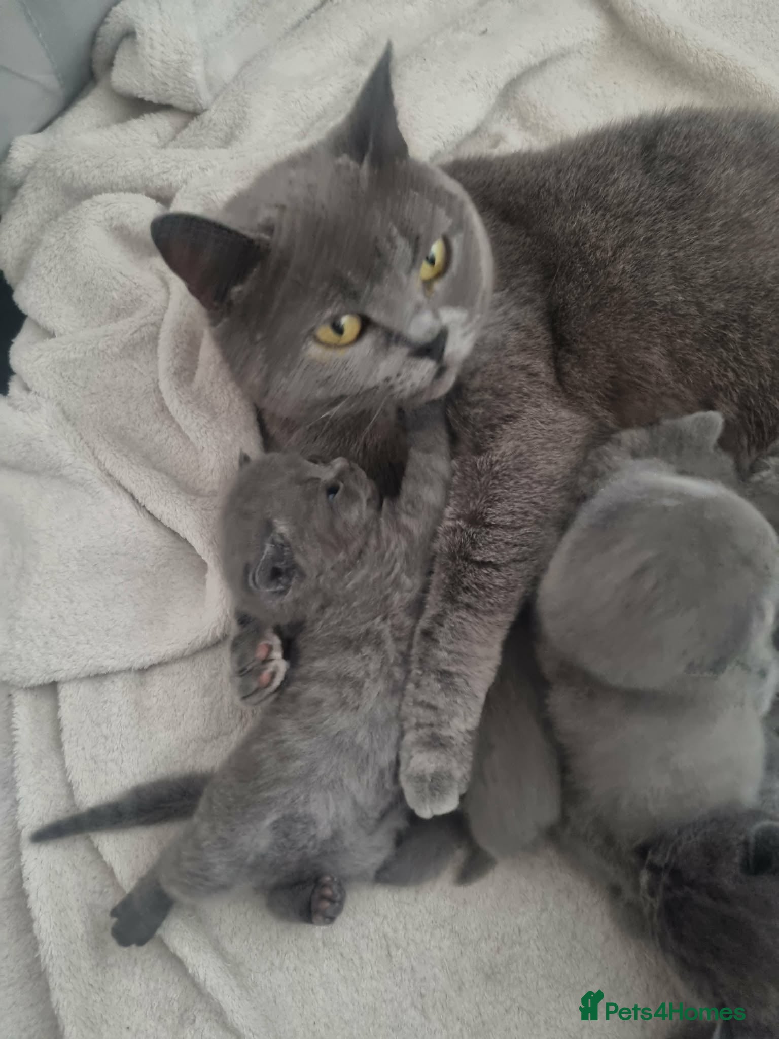 British Shorthair cats Beautiful litter of British shorthair kittens - Advert 3