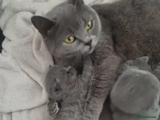 British Shorthair cats Beautiful litter of British shorthair kittens - Advert 1
