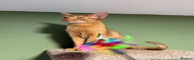 Abyssinian Kitten 1