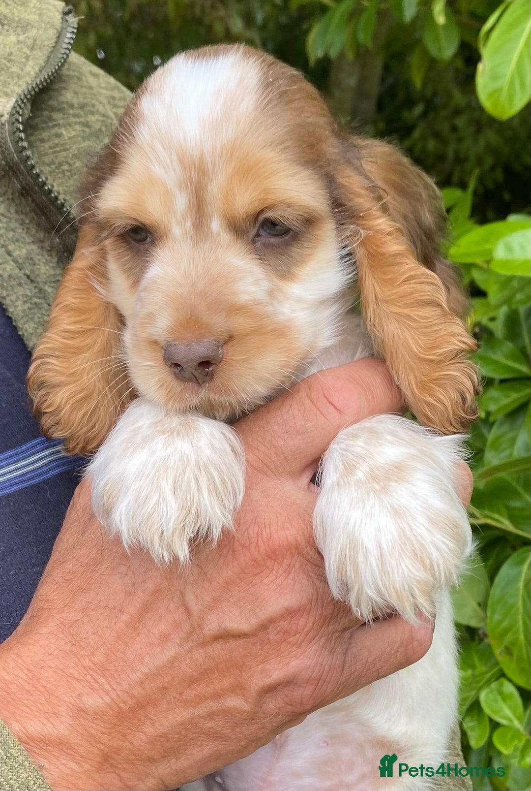 Cocker Spaniel dogs for sale: Adorable Show cocker spaniel puppies - Image 6