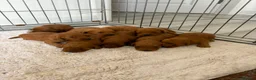 Cockapoo dogs for sale: F1 Cockerpoo Puppies  - Advert 6