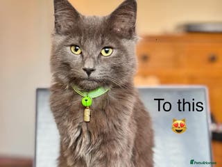 Maine Coon cats Maine coon - Advert 3