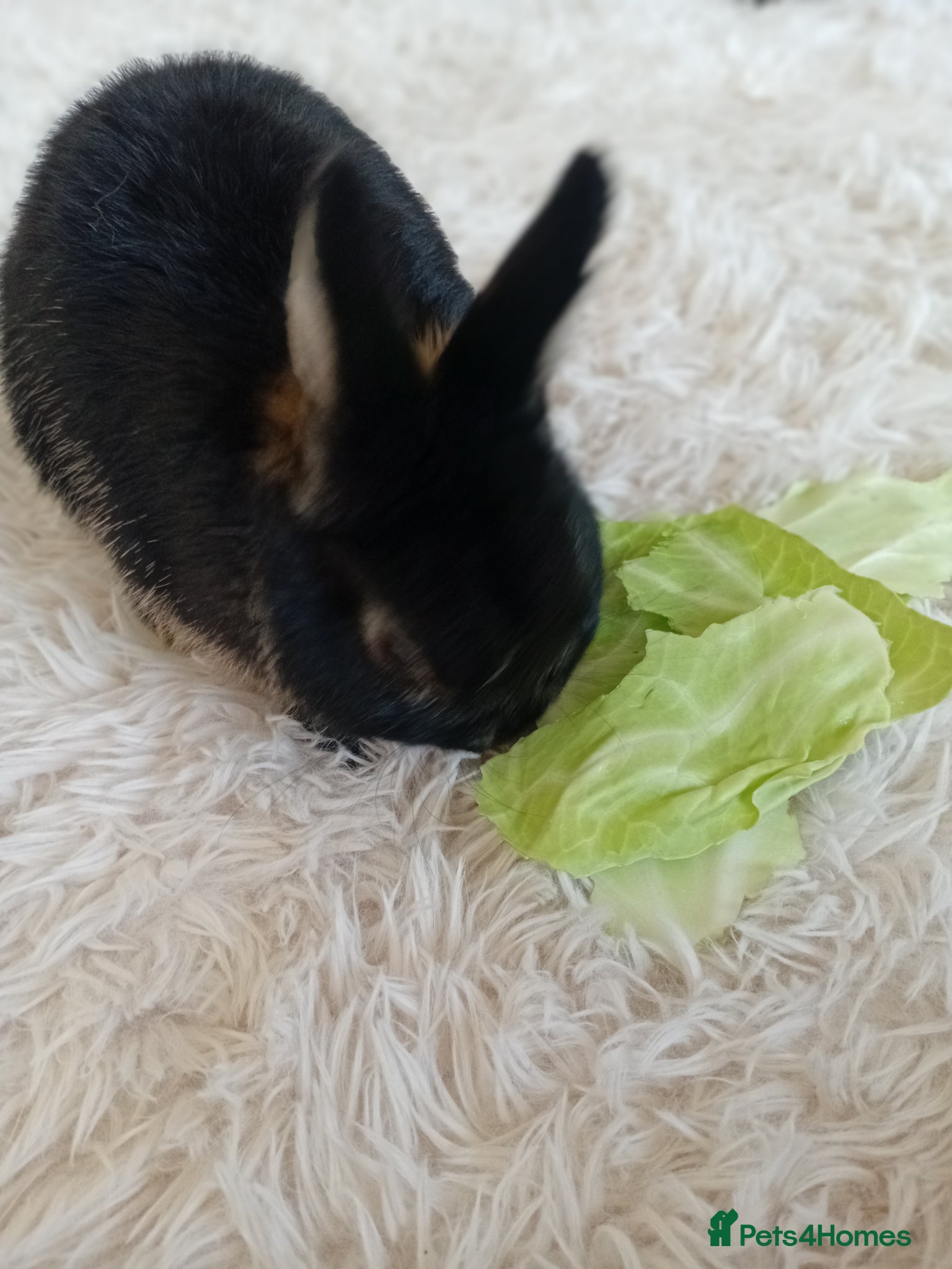 Netherland Dwarf rabbits Pet rabbit for sale - Advert 1