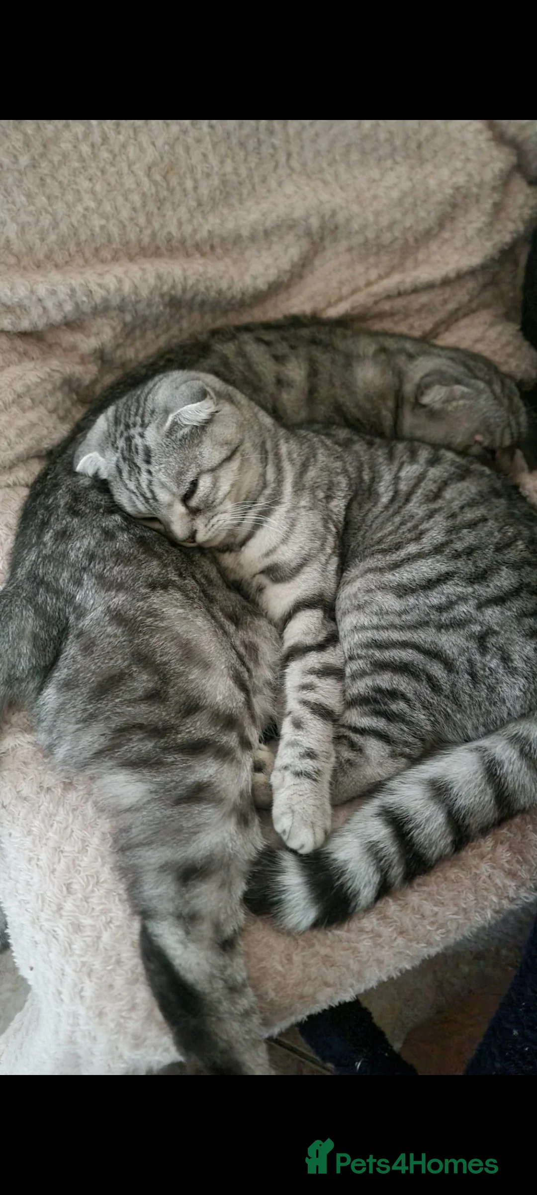 British Shorthair cats for sale: Sweet girl BSH X SF in Norwich - Advert 2