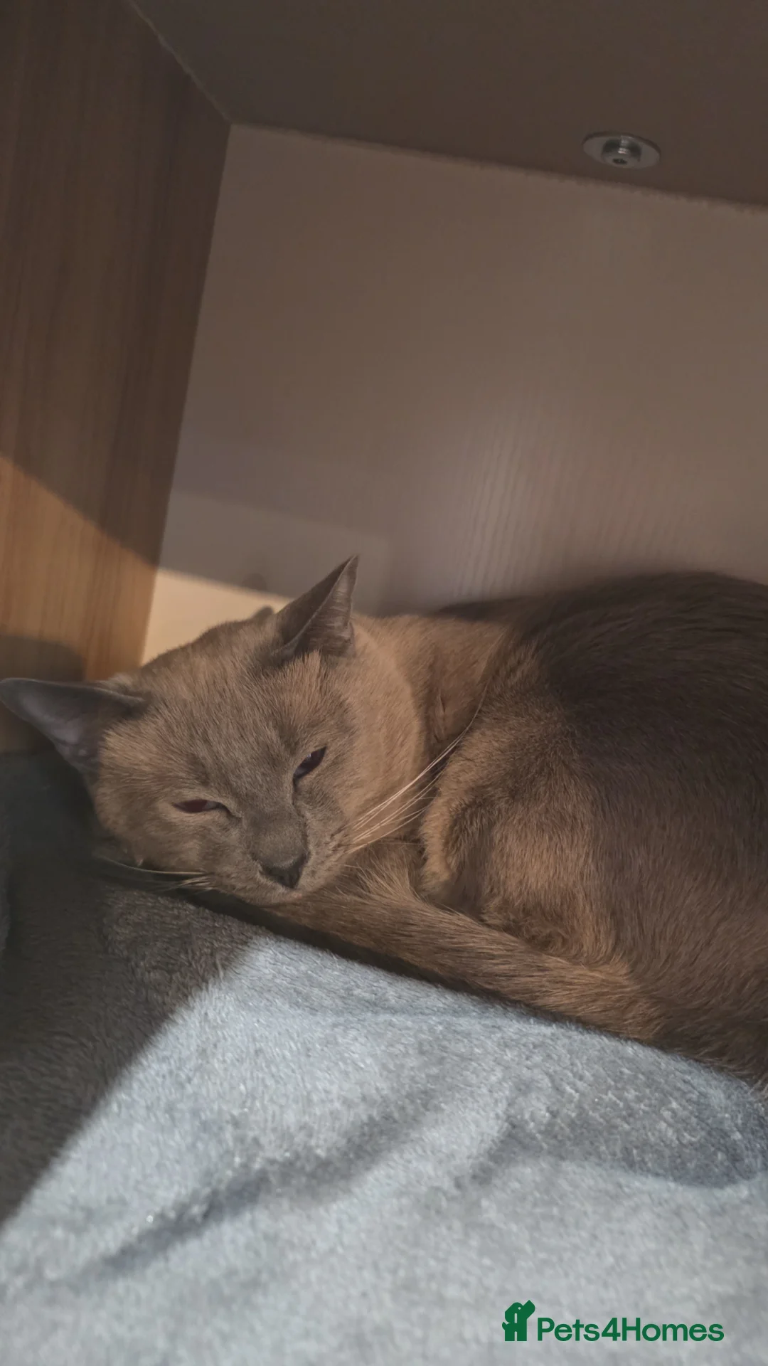 Siamese cats for sale: Blue point siamese  - Advert 4