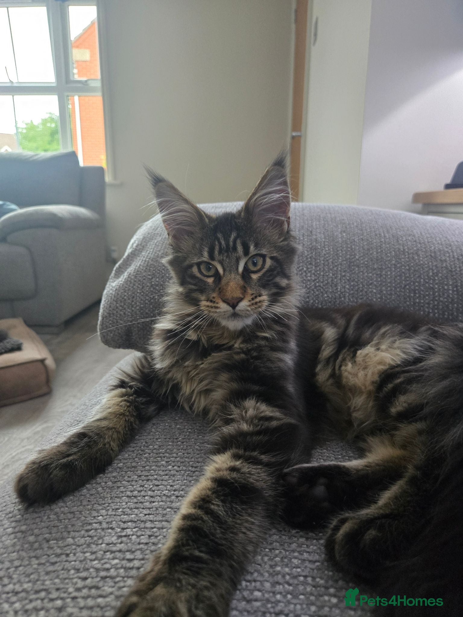 Maine Coon cats Pedigree Maine Coon Kittens  - Advert 2