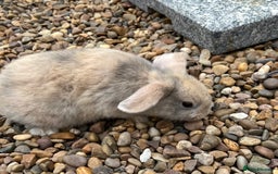 Mini Lop rabbits for sale: Mini Lops Ready now!!!!  in Coalville - Image 15