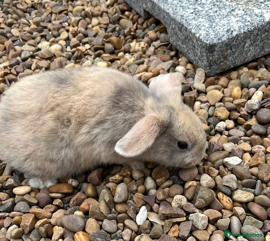 Mini Lop rabbits for sale: Mini Lops Ready now!!!!  in Coalville - Image 15