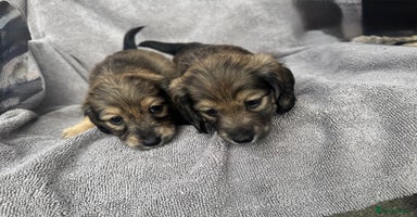 Miniature Dachshund dogs - Advert 10
