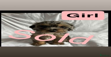 Cockapoo dogs - Advert 8