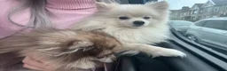 Pomeranian dogs for stud: Gorgeous white Pomeranian for stud  - Advert 13