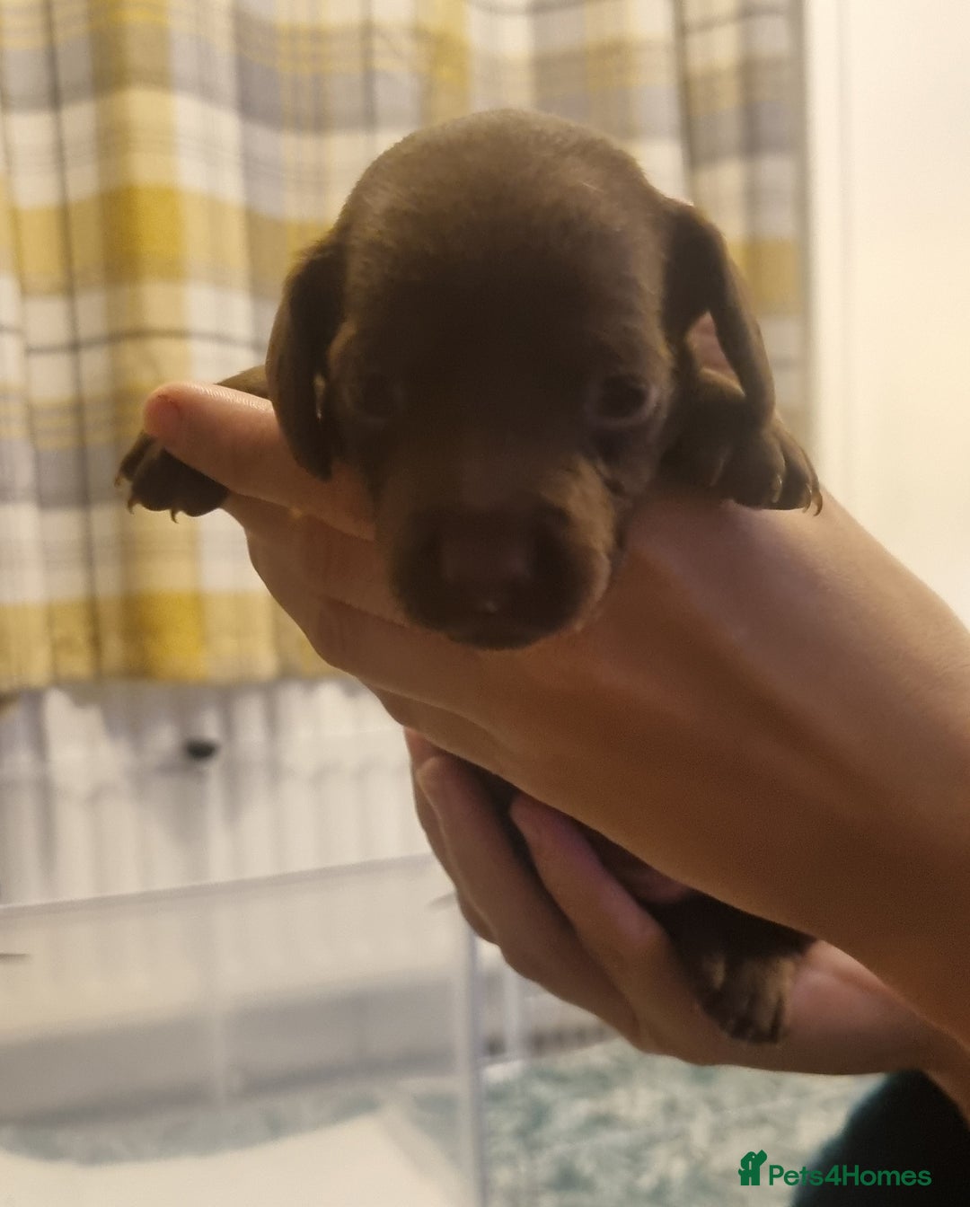 Mixed Breed dogs for sale: Dachschund x doxipoo puppies - Image 15