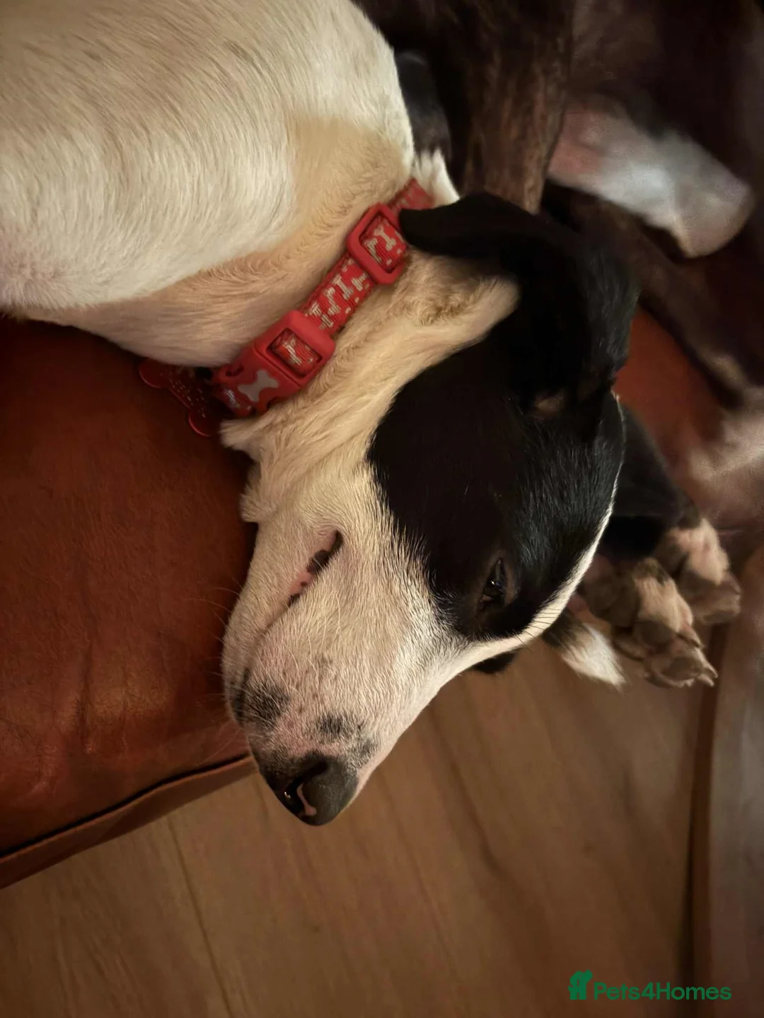 Mixed Breed dogs for adoption: Rupert Duffy, gorgeous 5 mth old Lab cross Pointer - Advert 7