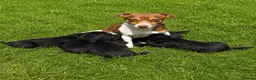 Jackapoo dogs for sale: Jackapoo Puppies 🐾 - Advert 7