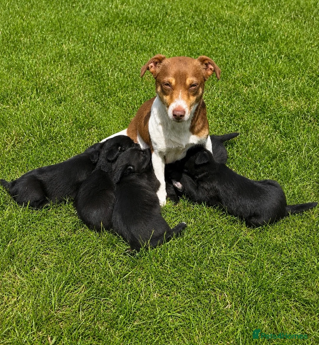 Jackapoo dogs for sale: Jackapoo Puppies 🐾 - Advert 7