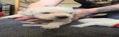 Goldador Puppy 4