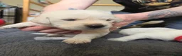 Goldador dogs for sale: Beautiful Goldador puppies  in Castle Douglas - Advert 2