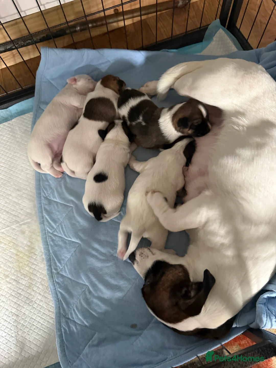Jack Russell dogs for sale: Jack Russell  - Advert 14