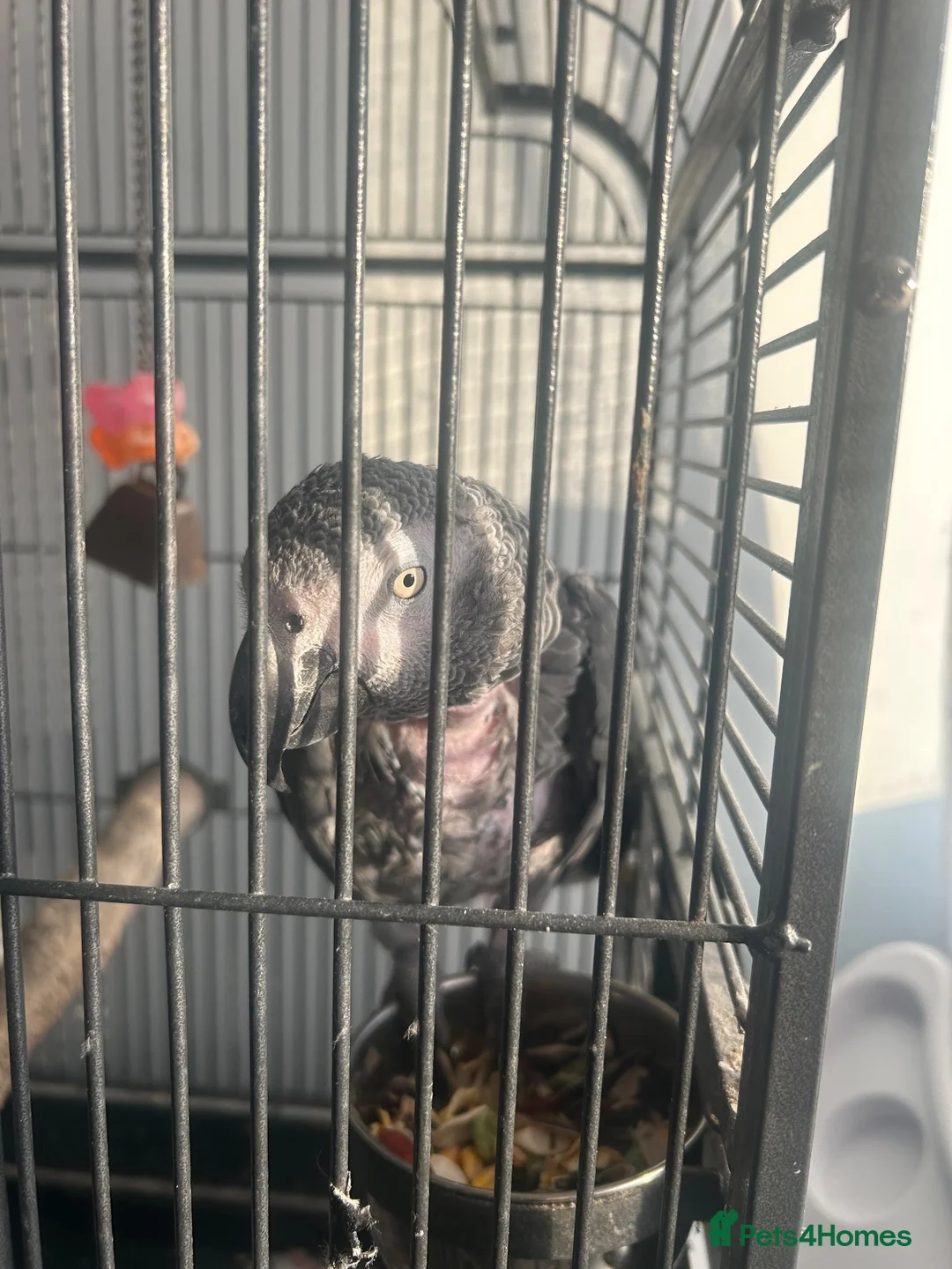 Parrots birds for sale: 15 Year old African Grey - Advert 1