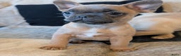 French Bulldog dogs for sale: French bulldog puppy's ready to go! - Advert 3
