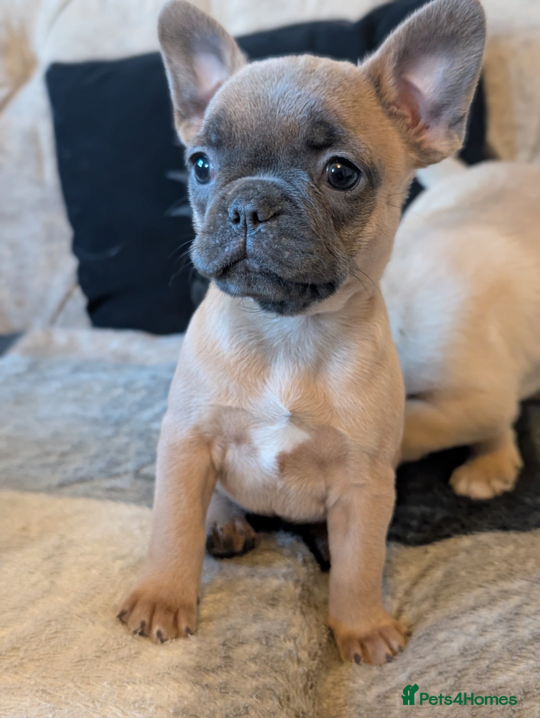 French Bulldog dogs for sale: French bulldog puppy's ready to go! - Advert 3