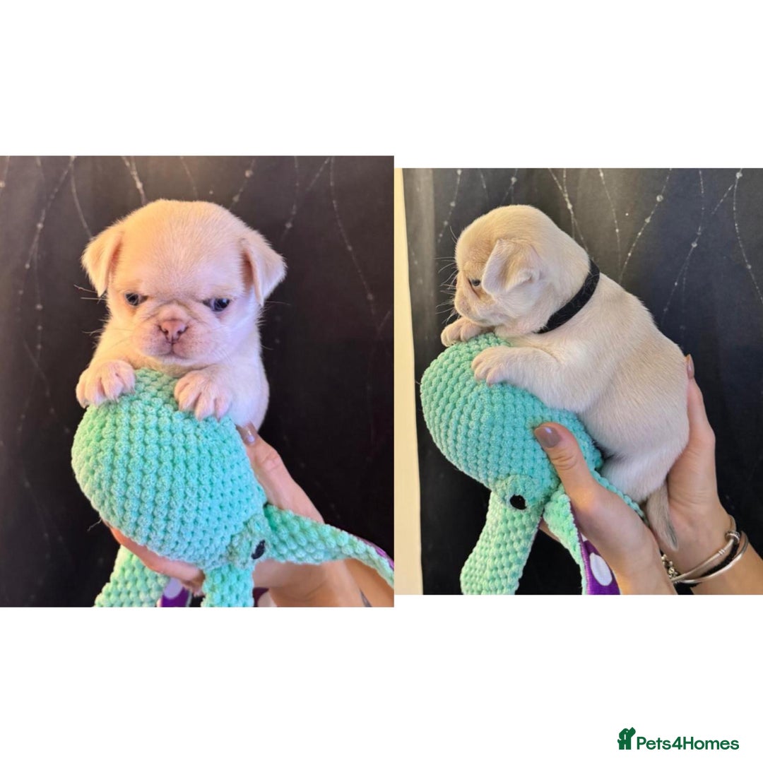 Pug dogs for sale: beautiful rare colour pug puppies - Advert 2