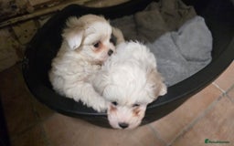 Bichon Frise dogs for sale: Bichon frise  - Image 7