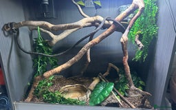 Python Snake reptiles for sale: Jungle Carpet Python and Full Setup - Image 5