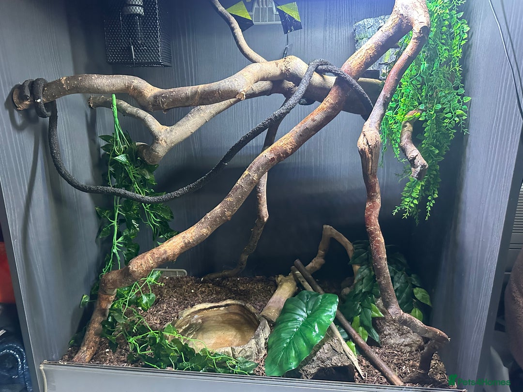 Python Snake reptiles for sale: Jungle Carpet Python and Full Setup - Image 5