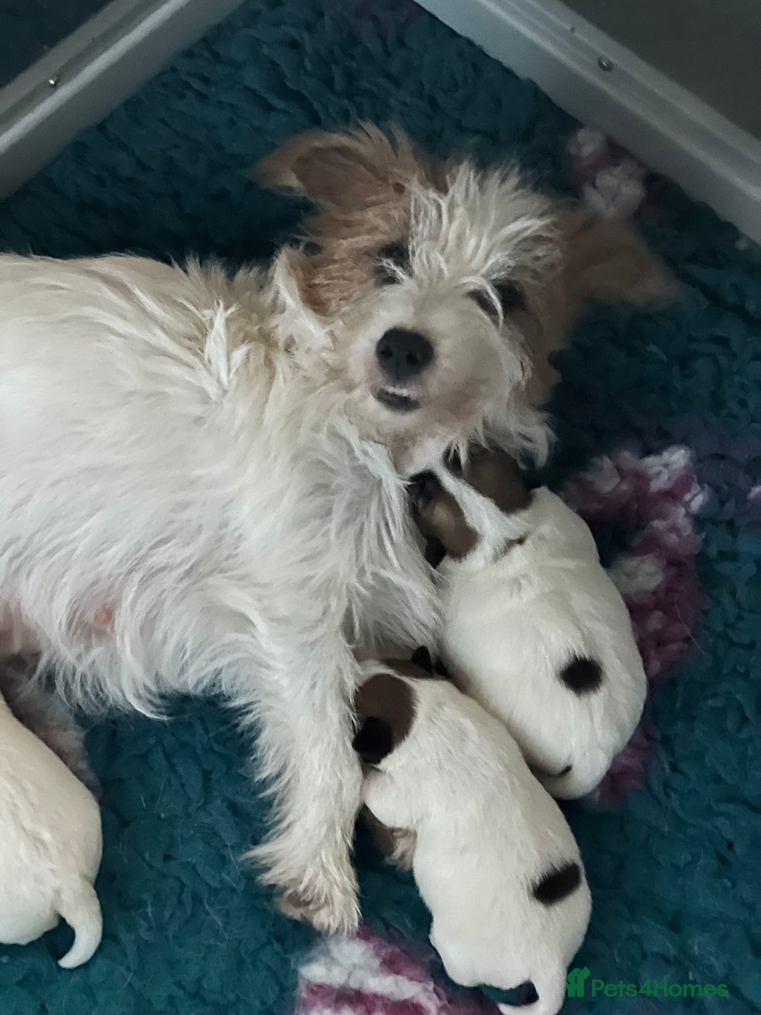 Jack Russell dogs for sale: KC registered rough coated JR pups - Advert 1