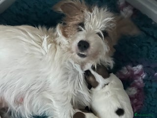 Jack Russell dogs KC registered rough coated JR pups - Advert 2