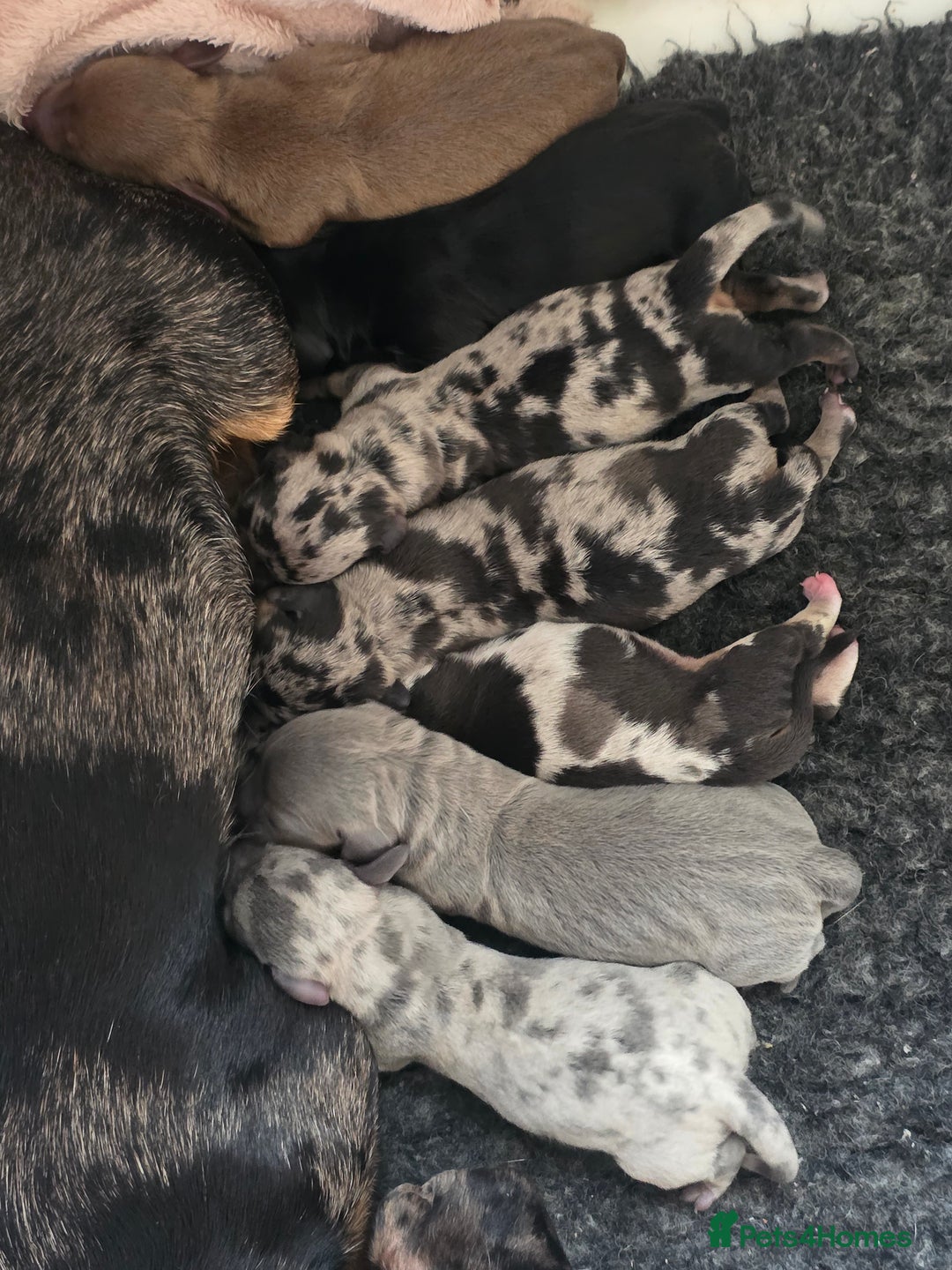 Miniature Dachshund dogs for sale: Amazing miniture dachshund puppies  - Image 24