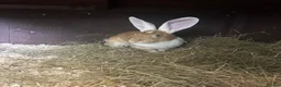 Continental Giant rabbits for sale: Neutered yellow continental  giant girl - Advert 1