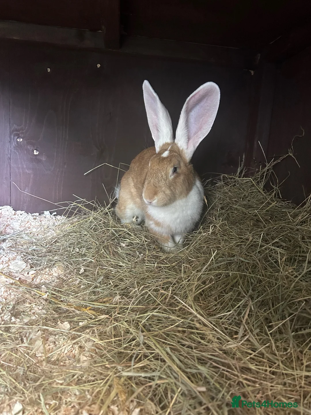 Continental Giant rabbits for sale: Neutered yellow continental  giant girl - Advert 1