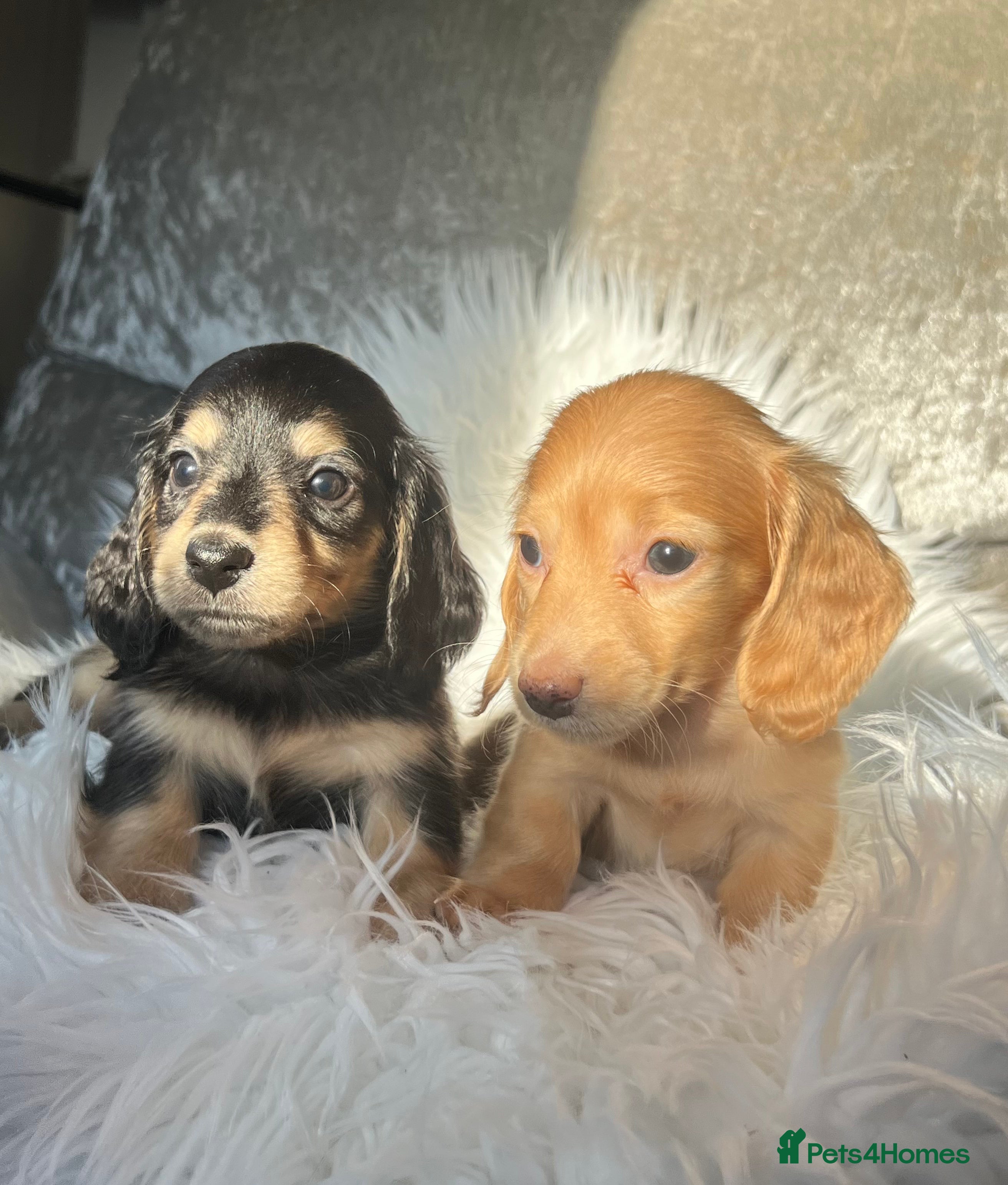 Dachshund dogs KC miniature long hair dachshunds for sale - Advert 8