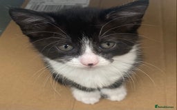 Ragdoll cats for sale: Ragdoll X Kittens for Loving Forever Homes - Image 22