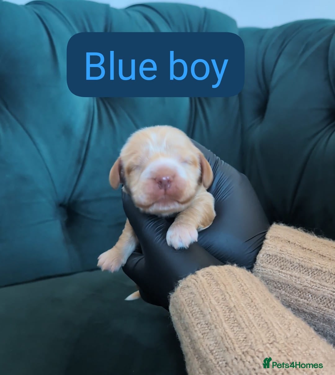 Cocker Spaniel dogs for sale: 🐾Pedigree Show cocker spaniel puppies🐾 - Image 8