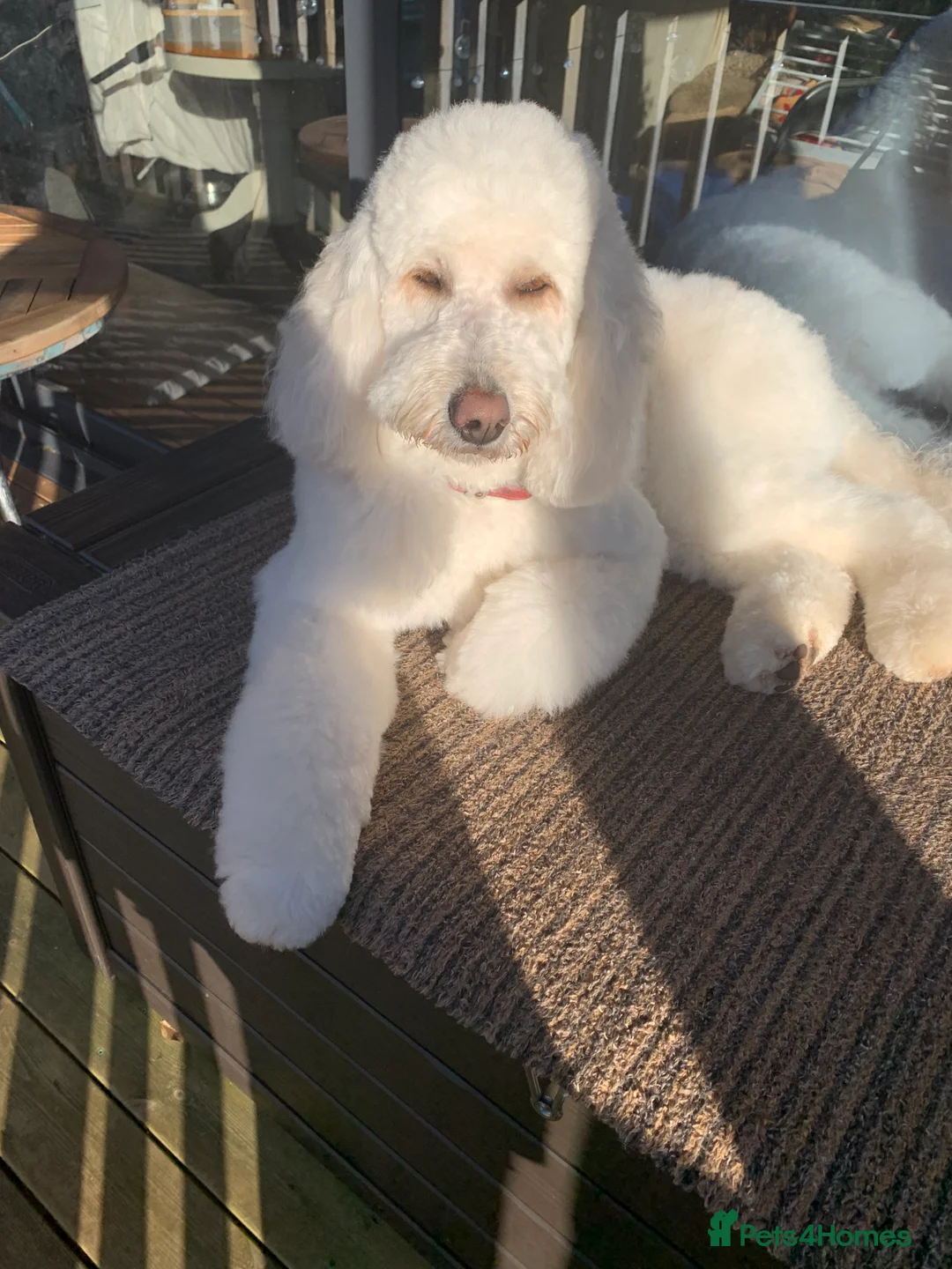 Double Doodle dogs for sale: Goldendoodle expected just over weeks time  - Advert 1