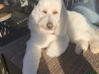 Double Doodle dogs Goldendoodle expected 2 weeks time - Advert 1