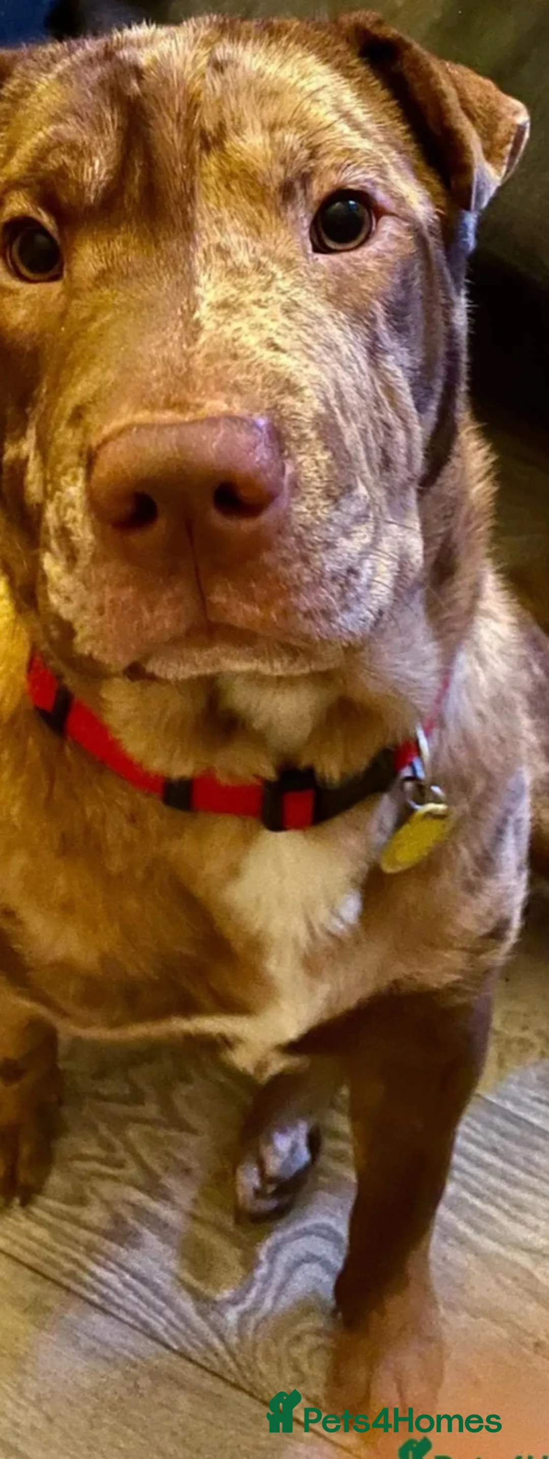 Mixed Breed dogs for sale: Shar pei x german shepherd  - Advert 2