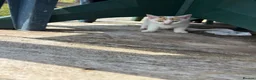 Mixed Breed cats for sale: 3 kittens looking for homes - Advert 5