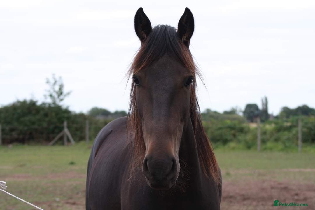 Other Breed horses Simba🧡 - Advert 4