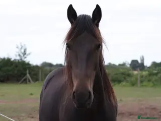 Other Breed horses Simba🧡 - Advert 4